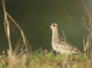Pacific Golden Plover, 金斑鸻, Pluvialis fulva-gallery-9