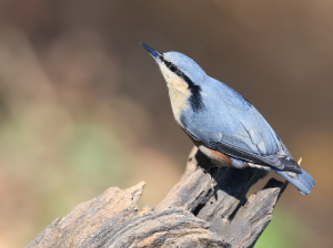 Chestnut-vented Nuthatch, 栗臀, Sitta nagaensis-gallery-39