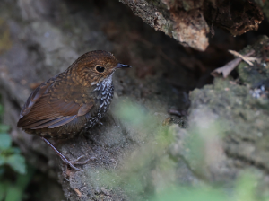 Scaly-breasted Cupwing, 鳞胸鹪鹛, Pnoepyga albiventer-gallery-10