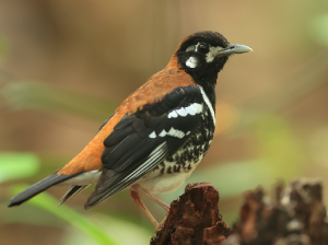 Red-backed Thrush, 红背地鸫, Geokichla erythronota-gallery-6