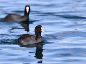 Eurasian Coot, 骨顶鸡, Fulica atra-gallery-39