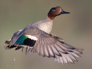 Eurasian Teal, 绿翅鸭, Anas crecca-gallery-4