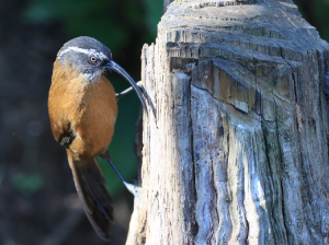Slender-billed Scimitar Babbler, 剑嘴鹛, Pomatorhinus superciliaris-gallery-38