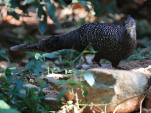 Grey Peacock- Pheasant, 灰孔雀雉, Polyplectron bicalcaratum-gallery-20