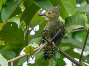 Buff-rumped Woodpecker, 黄腰斑啄木鸟, Meiglyptes tristis-gallery-0