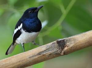 Oriental Magpie-Robin, 鹊鸲, Copsychus saularis-gallery-16