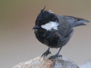 Rufous-naped Tit, 棕枕山雀, Periparus rufonuchalis-gallery-3