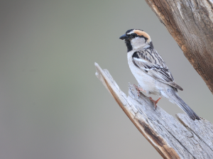 Saxaul Sparrow, 黑顶麻雀, Passer ammodendri-gallery-24