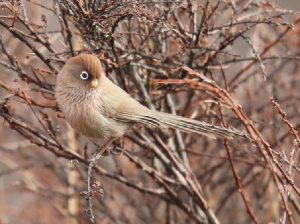 Spectacled Parrotbill, 白眶鸦雀, Sinosuthora conspicillata-gallery-9