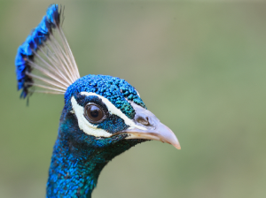 Indian Peafowl, 蓝孔雀, Pavo cristatus-gallery-50