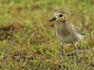 Pacific Golden Plover, 金斑鸻, Pluvialis fulva-gallery-17