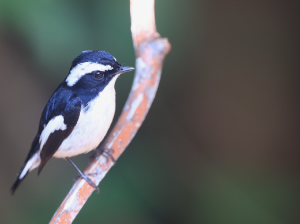 Little Pied Flycatcher, 小斑姬鹟, Ficedula westermanni-gallery-7