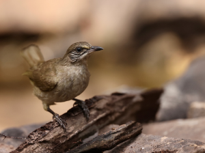 Streak-eared Bulbul, 条耳鹎, Pycnonotus conradi-gallery-36