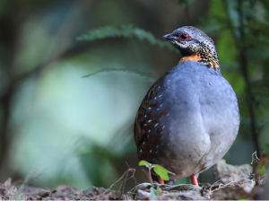 Rufous-throated Partridge, 红喉山鹧鸪, Arborophila rufogularis-gallery-31