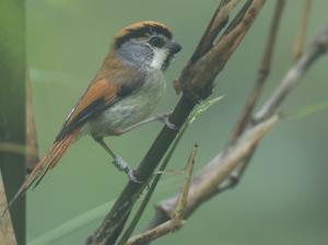 Black-throated Parrotbill, 橙额鸦雀, Suthora nipalensis-gallery-45