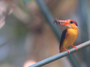 Oriental Dwarf Kingfisher, 三趾翠鸟, Ceyx erithaca-gallery-23