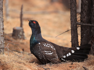 Black-billed Capercaillie, 黑嘴松鸡, Tetrao urogalloides-gallery-13