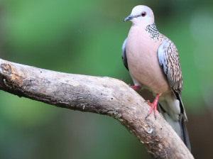 Spotted Dove, 珠颈斑鸠, Spilopelia chinensis-gallery-20