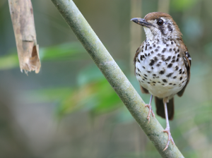 Spot-winged Thrush, 斑翅地鸫, Geokichla spiloptera-gallery-15