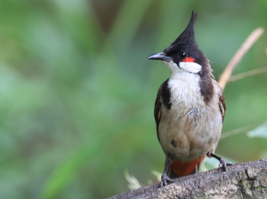 Red-whiskered Bulbul, 红耳鹎, Pycnonotus jocosus-gallery-40