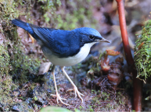 Siberian Blue Robin, 蓝歌鸲, Larvivora cyane-gallery-20