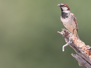 Spanish Sparrow, 黑胸麻雀, Passer hispaniolensis-gallery-42