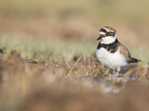 Little Ringed Plover, 金眶鸻, Charadrius dubius-gallery-17