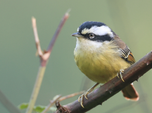 Red-tailed Minla, 火尾希鹛, Minla ignotincta-gallery-62
