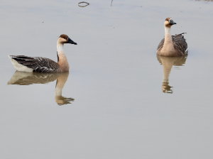 Swan Geese, 鸿雁, Anser cygnoides-gallery-15