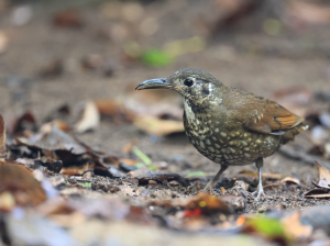 Dark-sided Thrush, 长嘴地鸫, Zoothera marginata-gallery-53