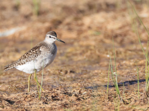 Wood Sandpiper, 林鹬, Tringa glareola-gallery-15