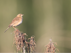 Richard’s Pipit, 理氏鹨, Anthus richardi-gallery-55