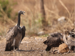 Slender-billed Vulture, 细嘴兀鹫, Gyps tenuirostris-gallery-12
