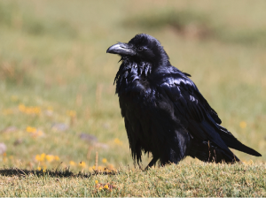 Northern Raven, 渡鸦, Corvus corax-gallery-37