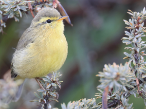 Tickell’s Leaf Warbler, 黄腹柳莺, Phylloscopus affinis-gallery-9
