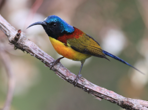 Green-tailed Sunbird, 绿喉太阳鸟, Aethopyga nipalensis-gallery-22