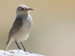 Ground Tit, 褐背拟地鸦, Pseudopodoces humilis-gallery-38