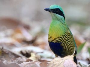 Bar-bellied Pitta, 斑腹八色鸫, Hydrornis elliotii-gallery-65