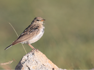 Hume’s Short-toed Lark, 细嘴短趾百灵, Calandrella acutirostris-gallery-10
