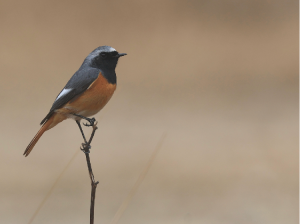 Hodgson’s Redstart, 黑喉红尾鸲, Phoenicurus hodgsoni-gallery-18