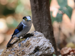 Silver-breasted Broadbilll, 银胸丝冠鸟, Serilophus lunatus-gallery-40