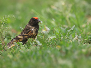 Red-fronted Serin, 金额丝雀, Serinus pusillus-gallery-3