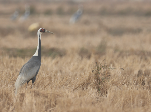 White-naped Crane, 白枕鹤, Antigone vipio-gallery-9