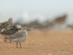 Red Knot, 红腹滨鹬, Calidris canutus-gallery-17