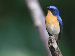 Tickell’s Blue Flycatcher, 梯氏仙鹟, Cyornis tickelliae-gallery-24