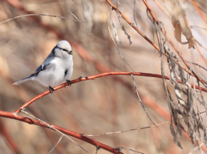 Azure Tit, 灰蓝山雀, Cyanistes cyanus-gallery-81