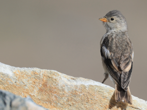 Black-winged Snowfinch, 褐翅雪雀, Montifringilla adamsi-gallery-7