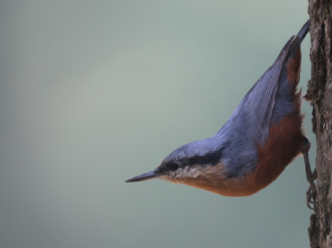 Chestnut-bellied Nuthatch, 栗腹?, Sitta cinnamoventris-gallery-13