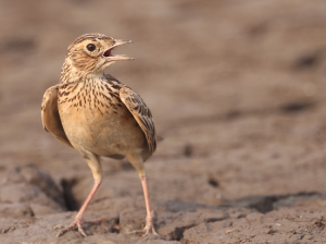 Oriental Skylark, 小云雀, Alauda gulgula-gallery-60