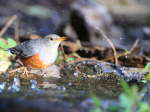 Grey-backed Thrush, 灰背鸫, Turdus hortulorum-gallery-55